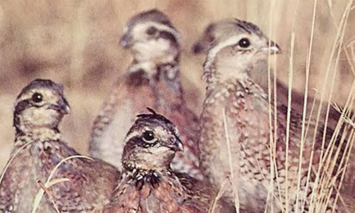 quail texas birds in their natural habitat